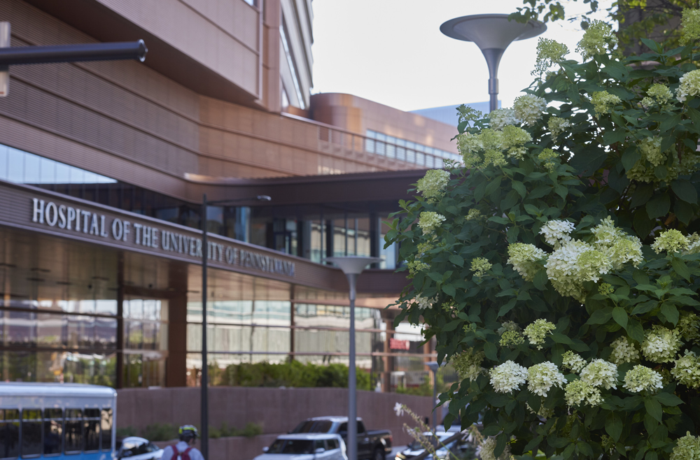 A photo of the Hospital of the University of Pennsylvania Pavilion with a hydrangea bush in the foreground.